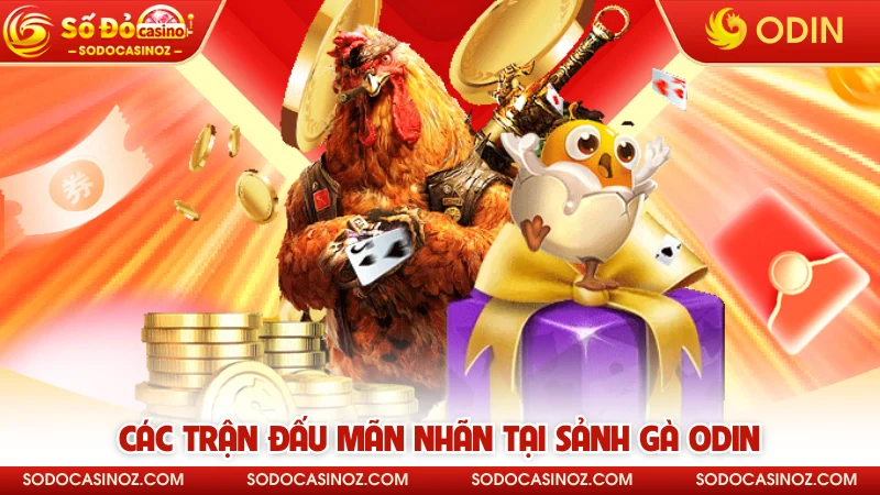 Các trận đấu mãn nhãn tại sảnh gà ODIN