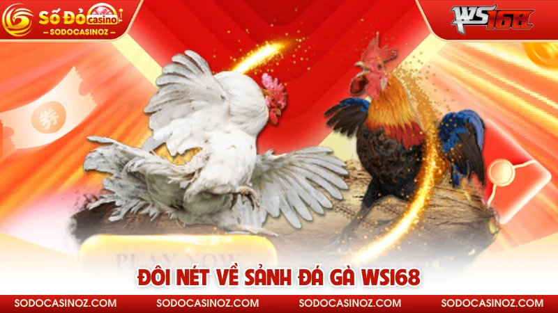Đôi nét về sảnh gà WS168