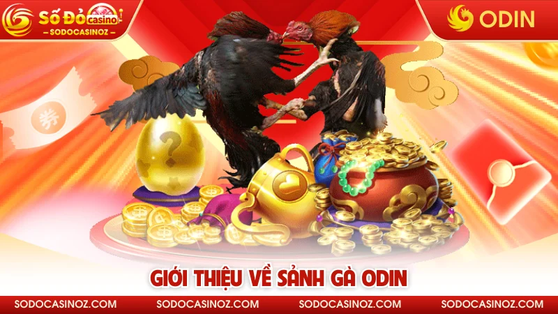 Giới thiệu về sảnh gà ODIN