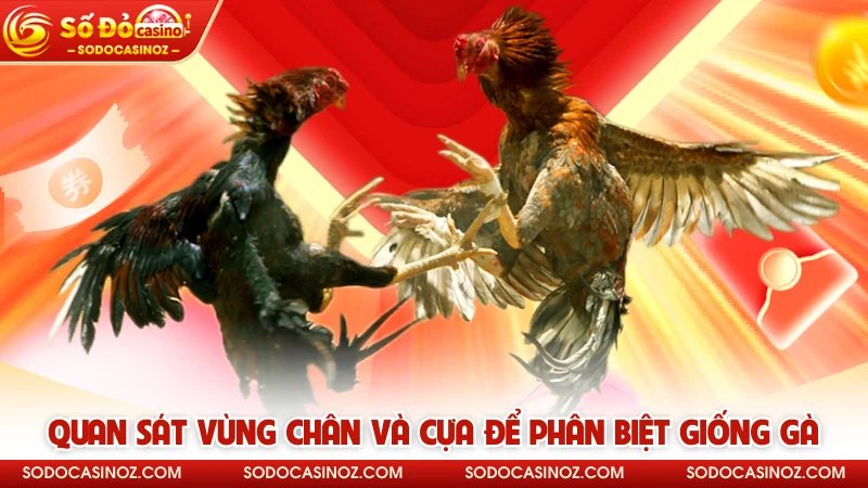 Quan sát vùng chân và cựa để phân biệt giống gà