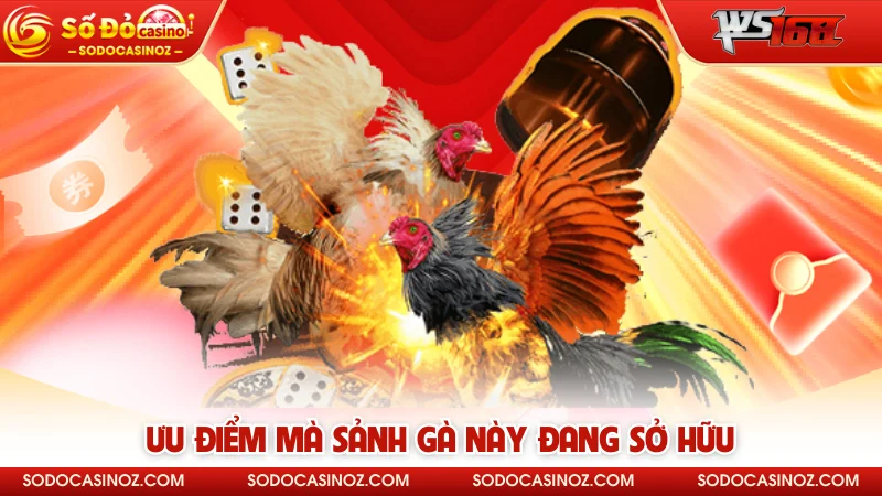 Ưu điểm mà sảnh gà này đang sở hữu 